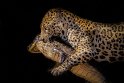 100 Noord Pantanal, jaguar